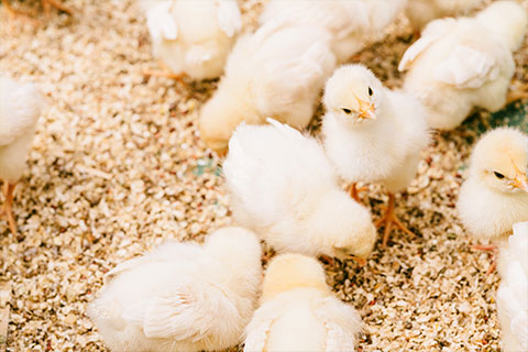 養鶏場イメージ